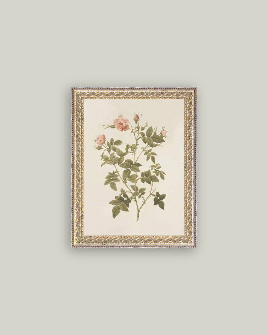 Impression d'art ancien encadré Rosa